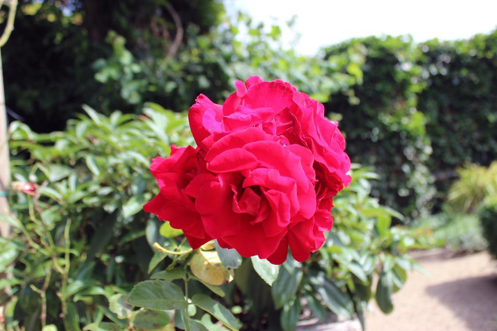 Den Bongaerd B&B And Wellness Tongeren Ngoại thất bức ảnh